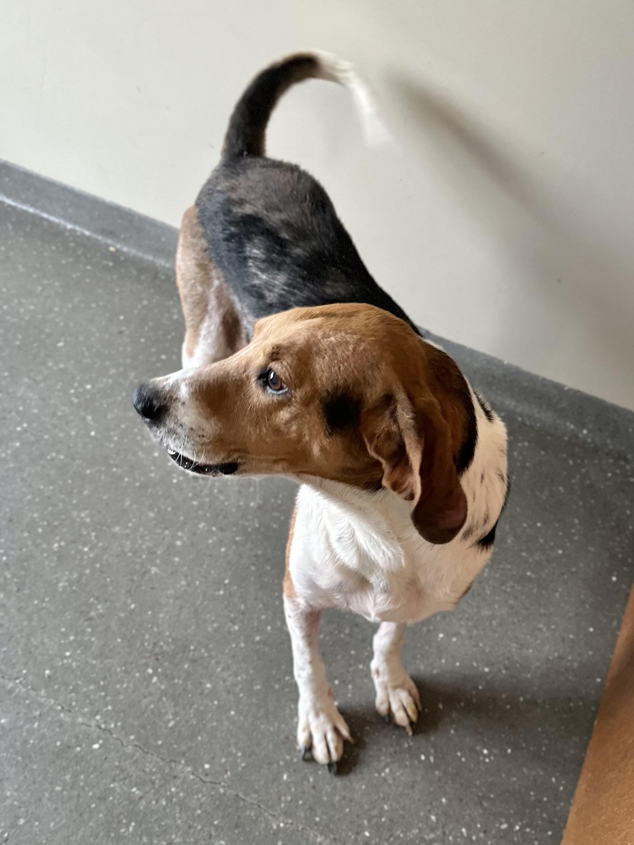 Enlarge Noah, a Adoptable American Foxhound in Valparaiso, IN image 2/3