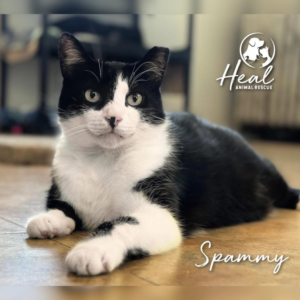 Spammy, a Adoptable Domestic Short Hair in Youngwood, PA image 3/3