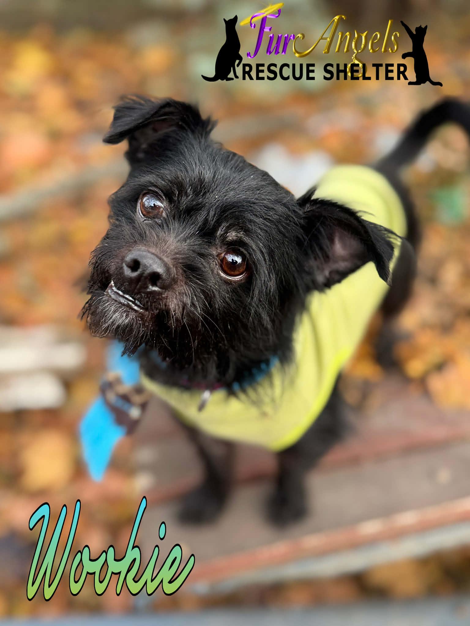 Wookie, adopted, Young Male Scottish Terrier.