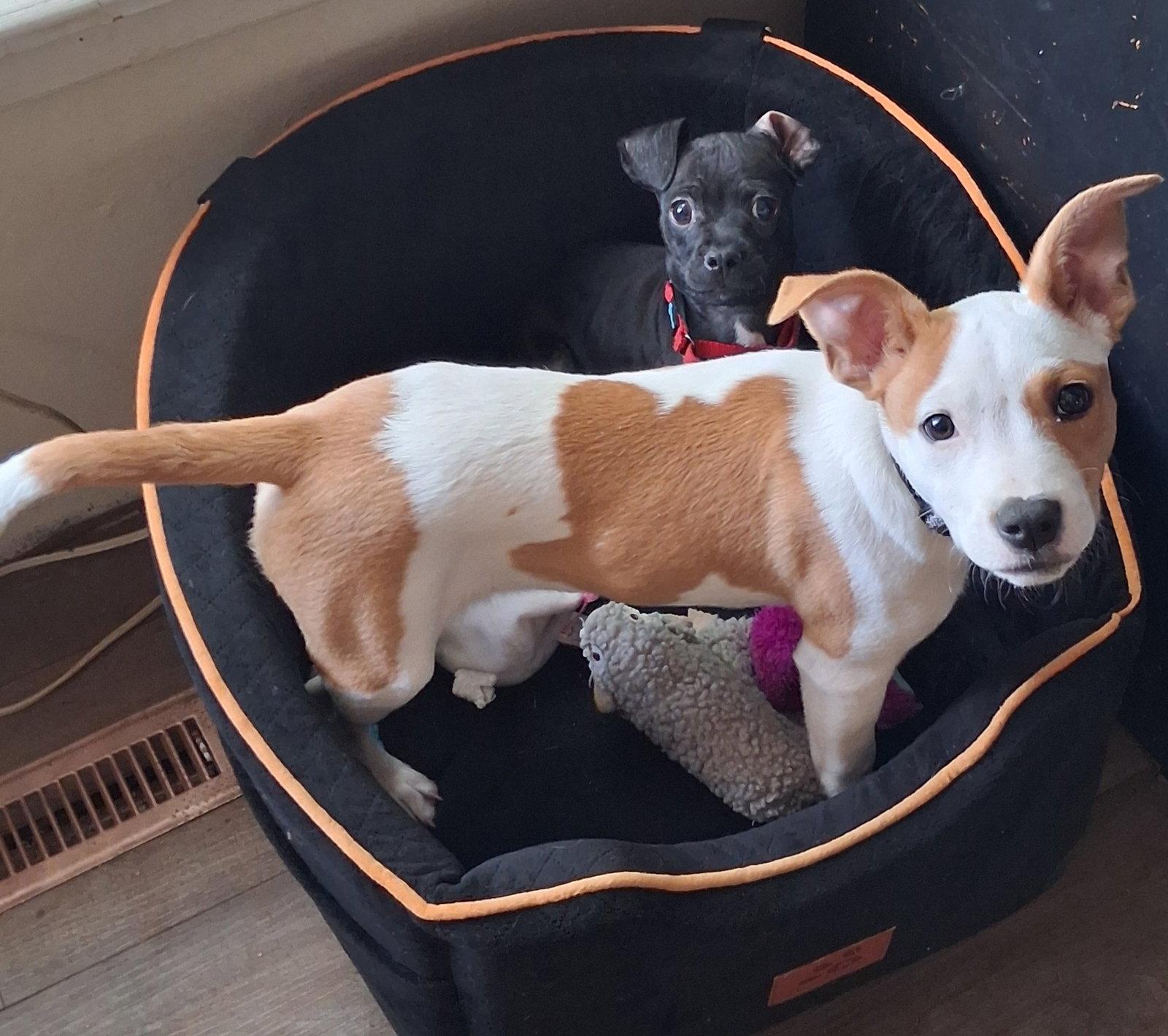 Darragh, Adoptable, Puppy Female Australian Cattle Dog / Blue Heeler.