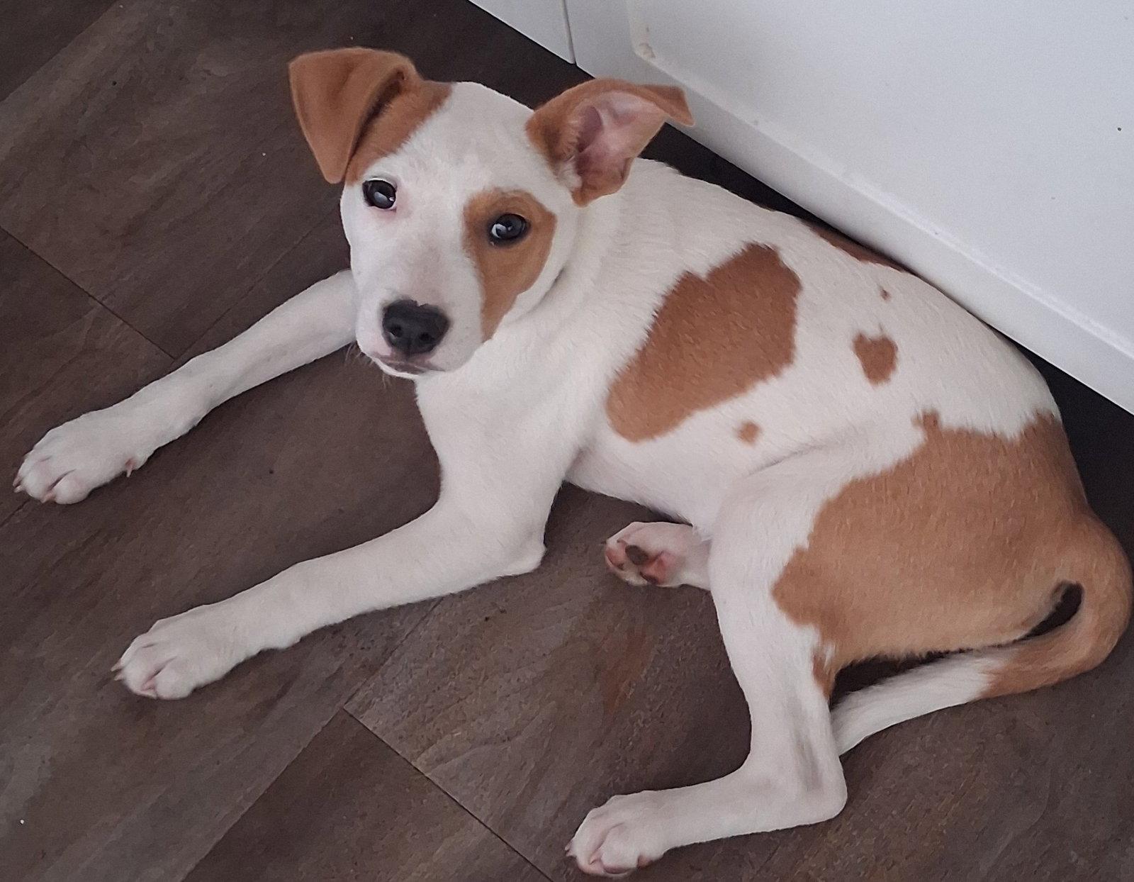 Darragh, a Adoptable Australian Cattle Dog / Blue Heeler in Brooklyn Center, MN image 2/3