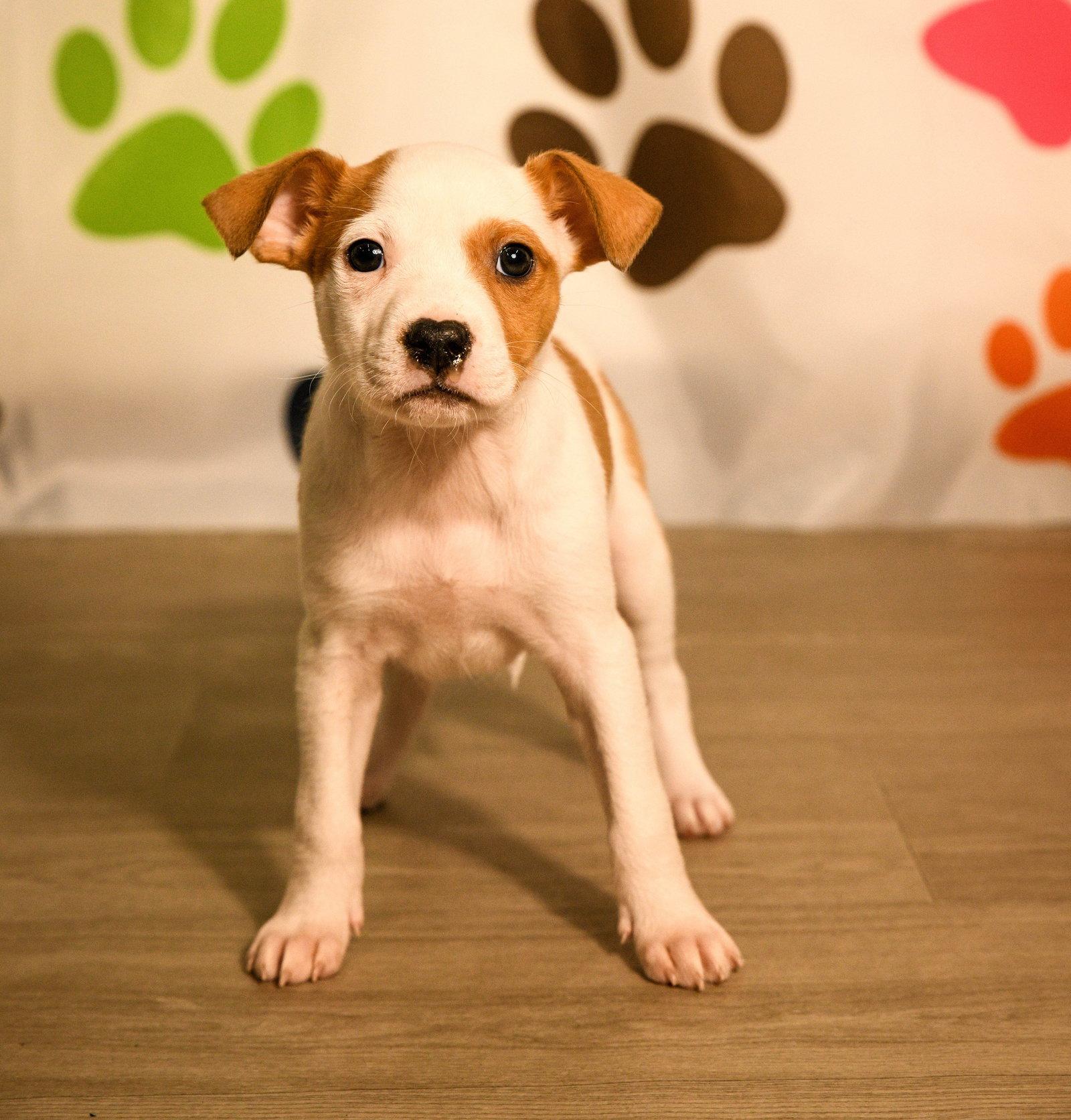 Darragh, a Adoptable Australian Cattle Dog / Blue Heeler in Brooklyn Center, MN image 3/3