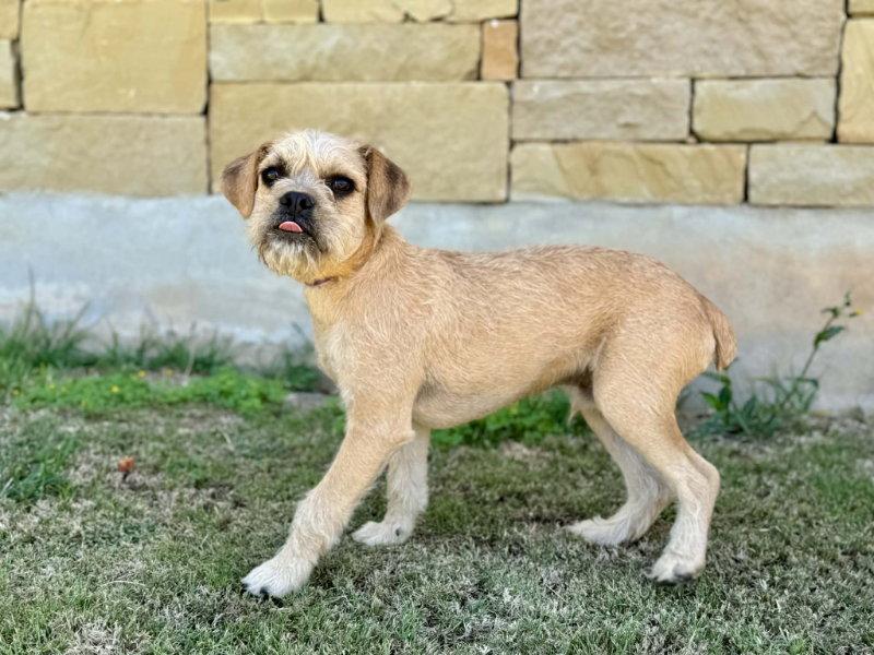 Enlarge Billy, a Adoptable Border Terrier in Helotes, TX image 1/3