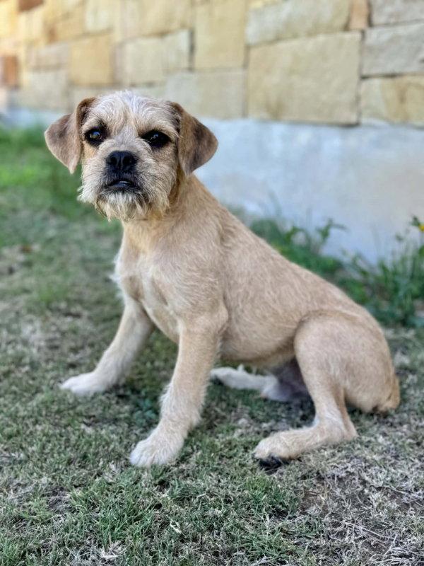 Enlarge Billy, a Adoptable Border Terrier in Helotes, TX image 2/3