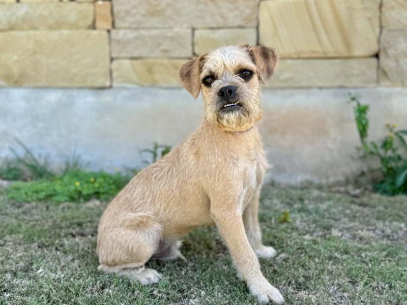 Enlarge Billy, a Adoptable Border Terrier in Helotes, TX image 3/3