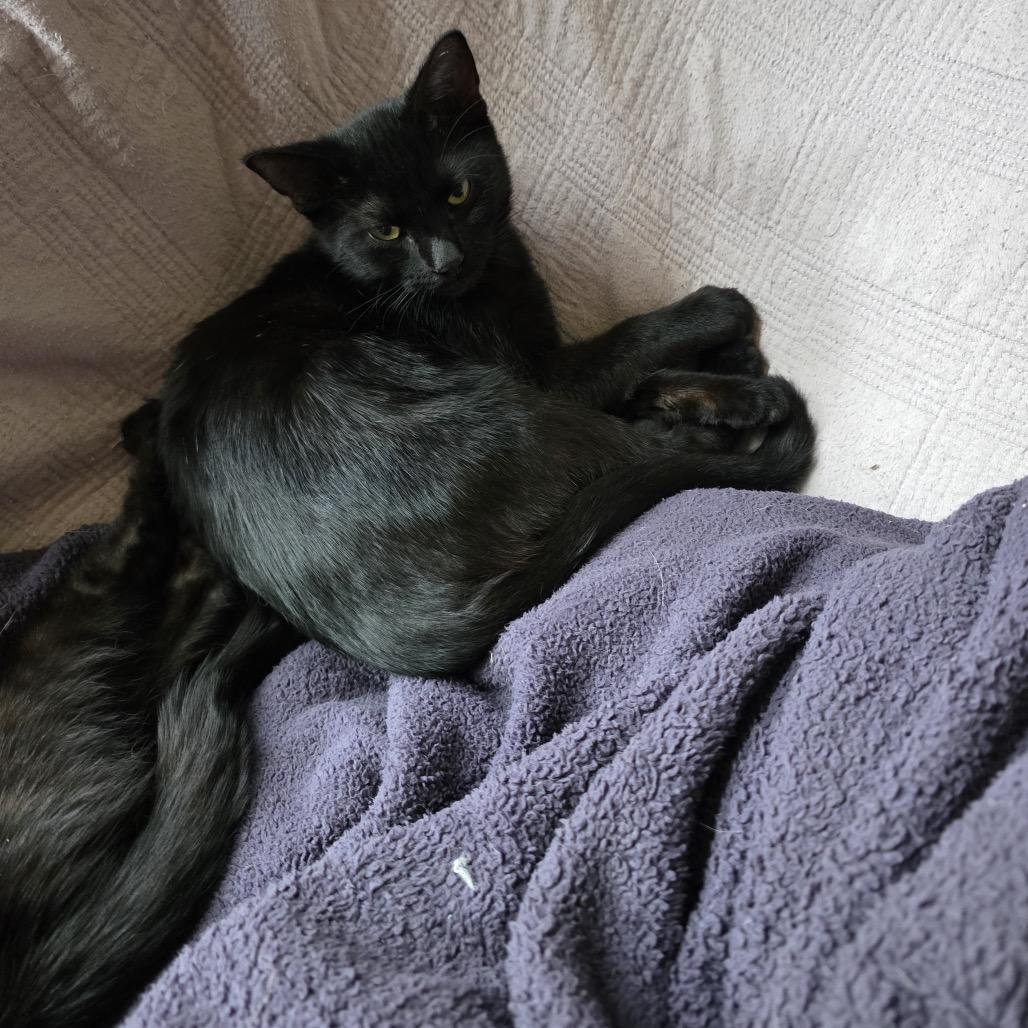 Enlarge Delia, a Adoptable Domestic Short Hair in Mayer, MN image 2/3
