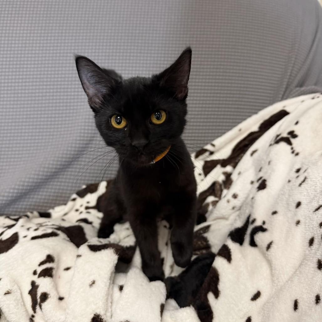 Delia, Adoptable, Kitten Female Domestic Short Hair.
