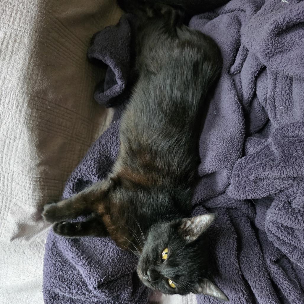 Enlarge Delia, a Adoptable Domestic Short Hair in Mayer, MN image 3/3
