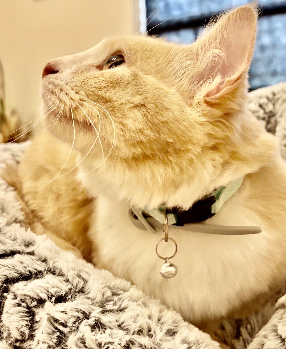 Enlarge Creamy, a ADOPTABLE Domestic Medium Hair in Fayetteville, NC image 2/6