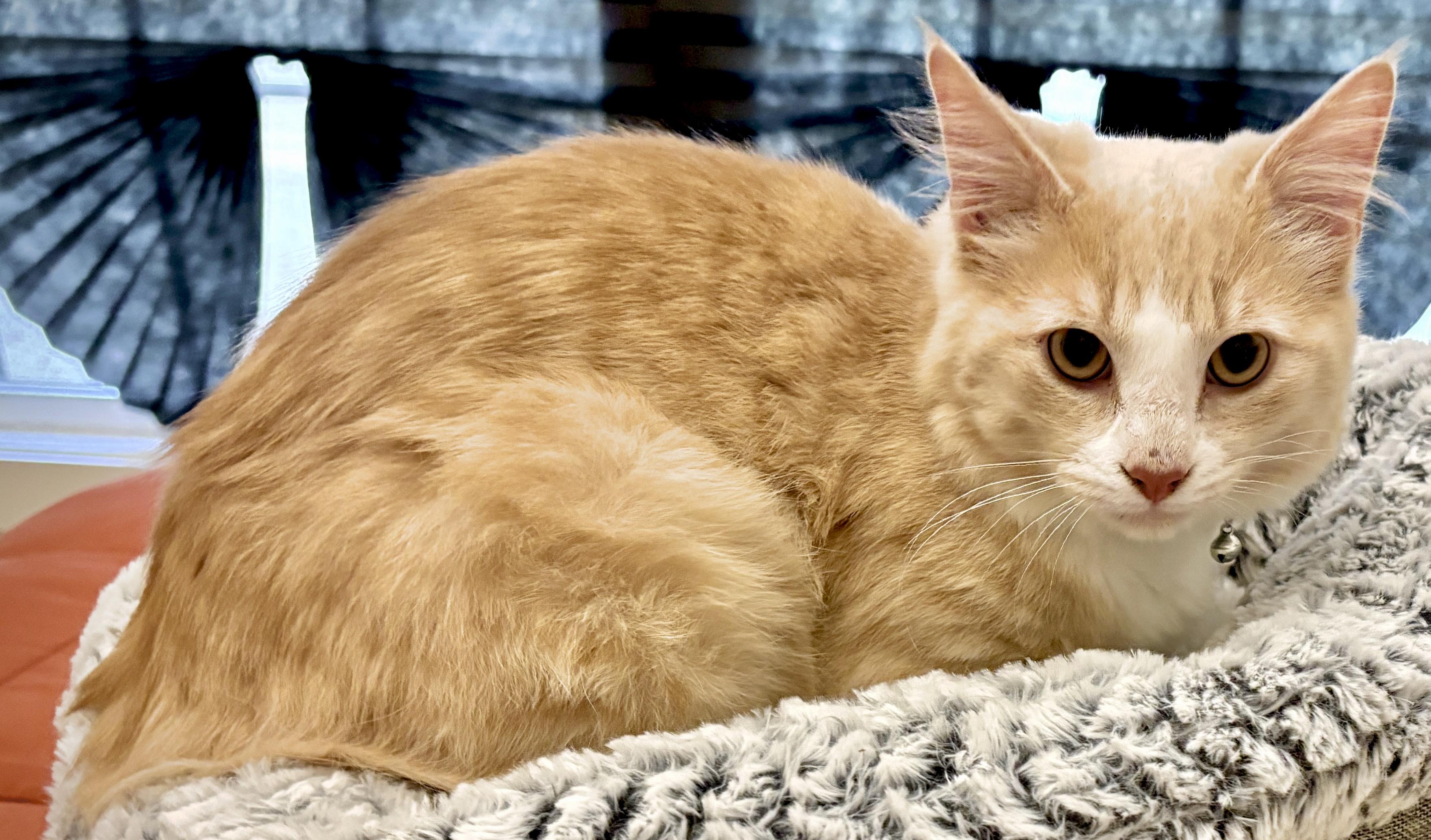 Enlarge Creamy, a ADOPTABLE Domestic Medium Hair in Fayetteville, NC image 5/6