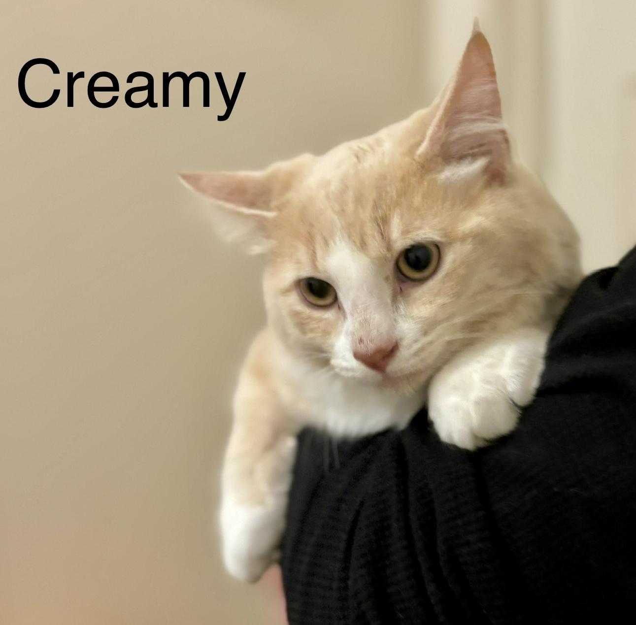 Enlarge Creamy, a ADOPTABLE Domestic Medium Hair in Fayetteville, NC image 6/6