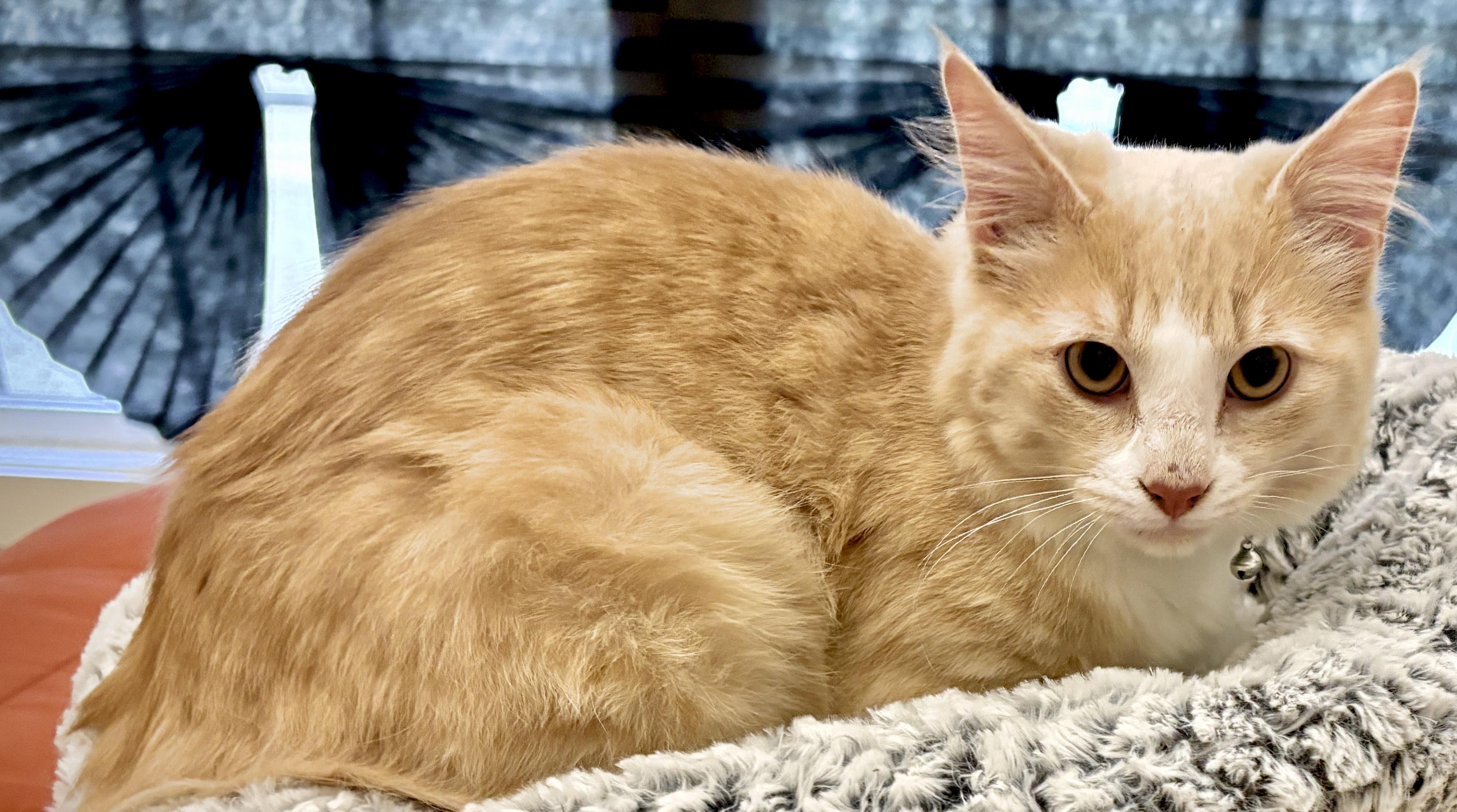Enlarge Creamy, a ADOPTABLE Domestic Medium Hair in Fayetteville, NC image 3/6