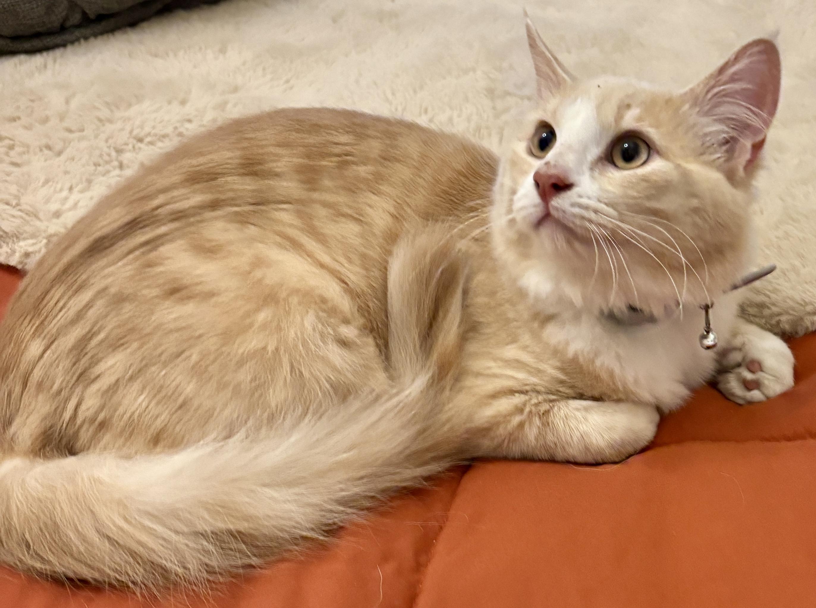 Enlarge Creamy, a ADOPTABLE Domestic Medium Hair in Fayetteville, NC image 1/6