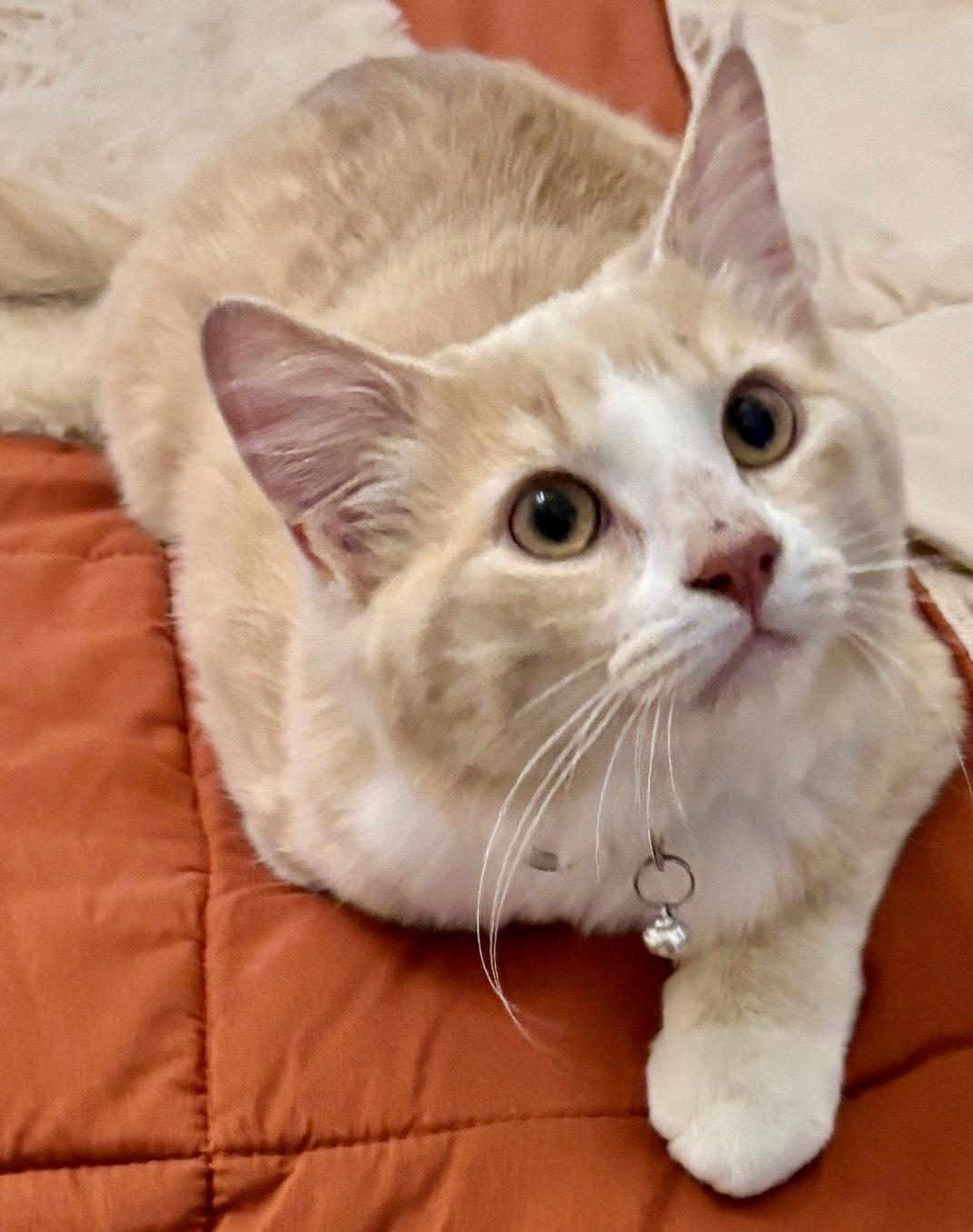 Enlarge Creamy, a ADOPTABLE Domestic Medium Hair in Fayetteville, NC image 4/6