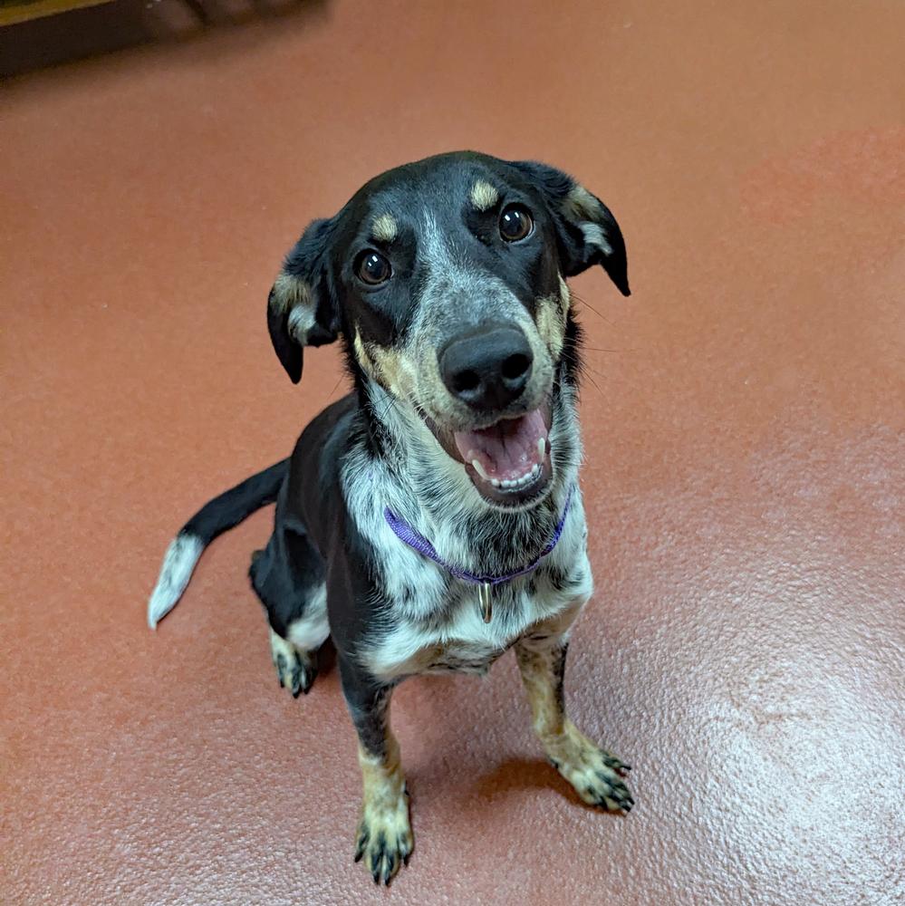 Creampuff, Adoptable, Young Female Bluetick Coonhound & Australian Shepherd.