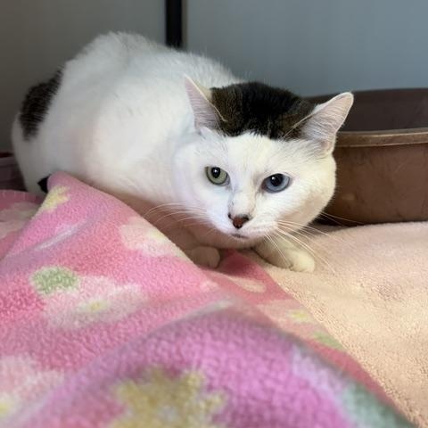 Sassy, ADOPTABLE, Adult Female Domestic Short Hair.