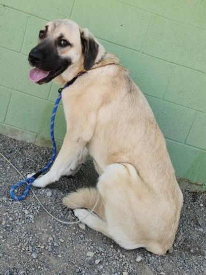 Enlarge Athena, a Adoptable mixed breed in Butte, MT image 1/1