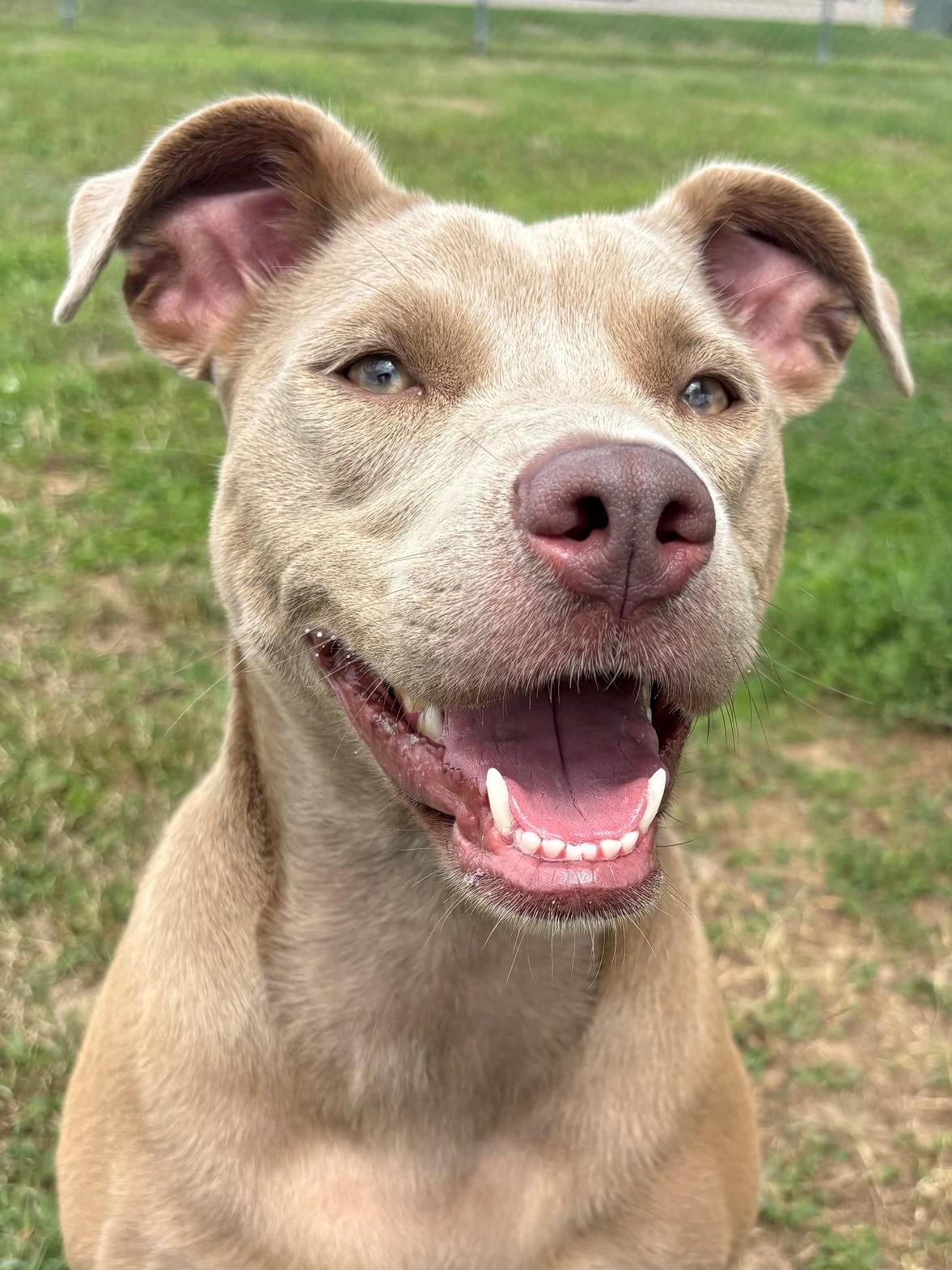 Silver, adopted, Young Female Mixed Breed.