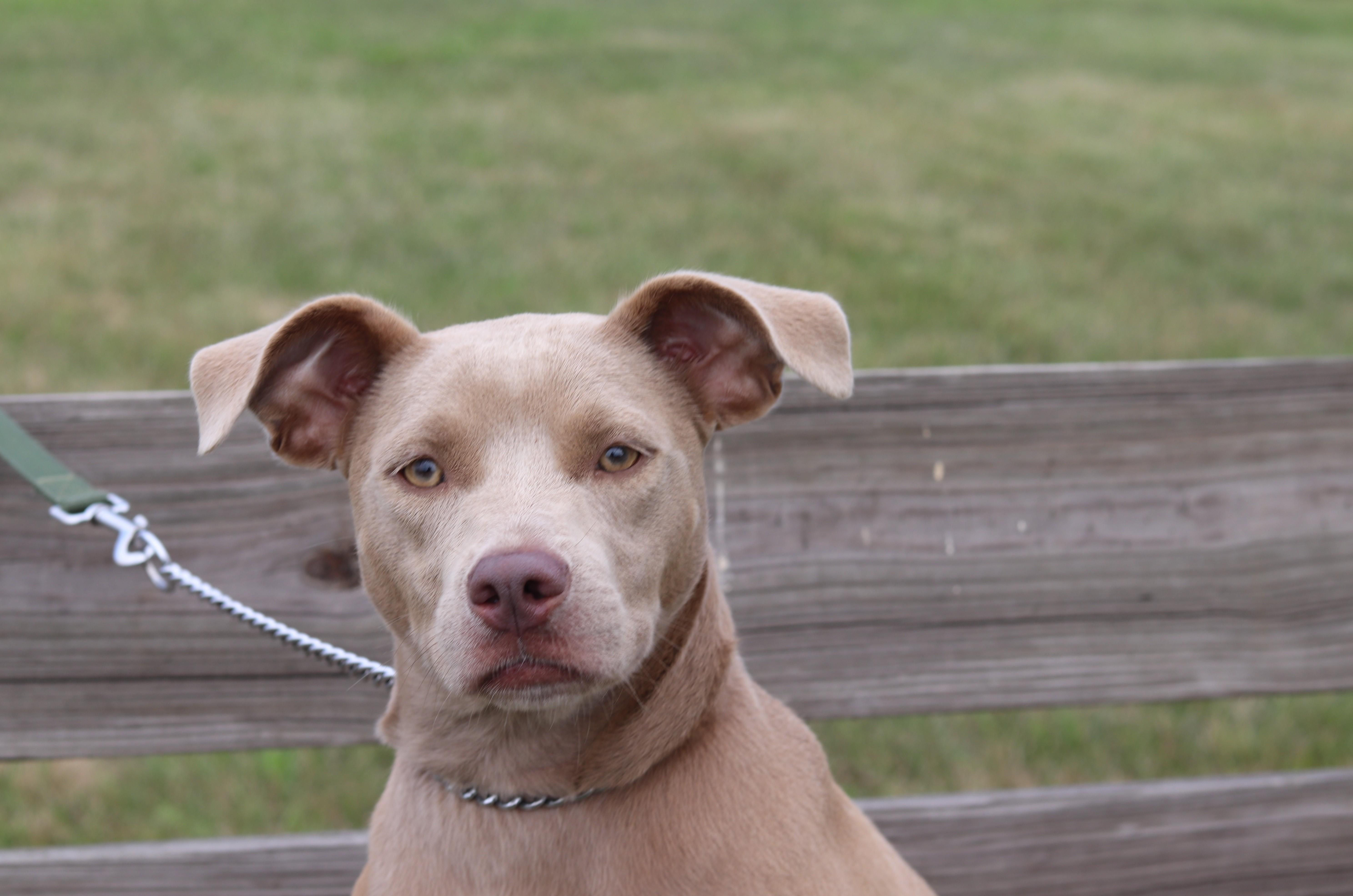 Silver, an adopted Mixed Breed in Ionia, MI image 2/6