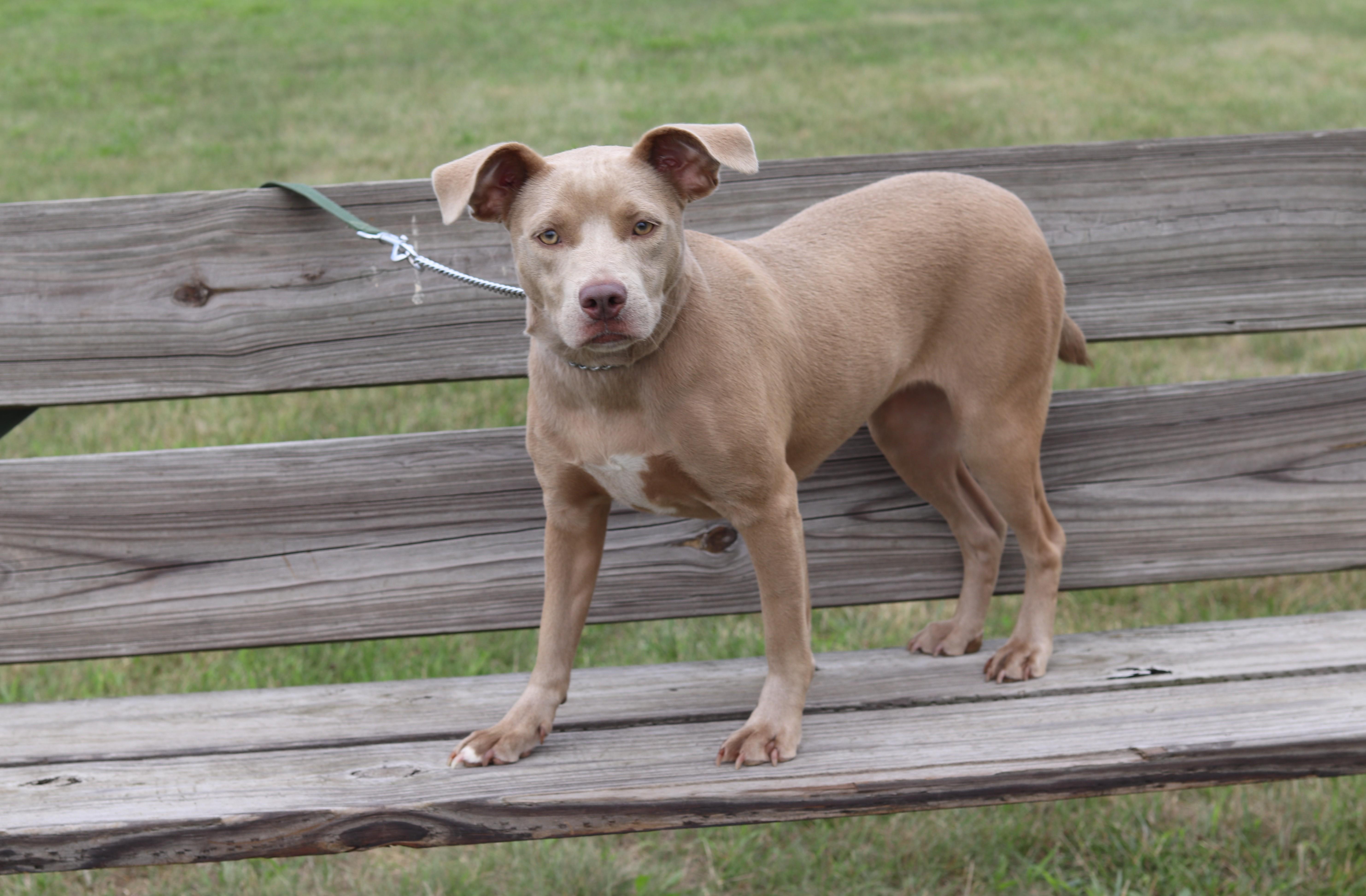 Silver, an adopted Mixed Breed in Ionia, MI image 3/6