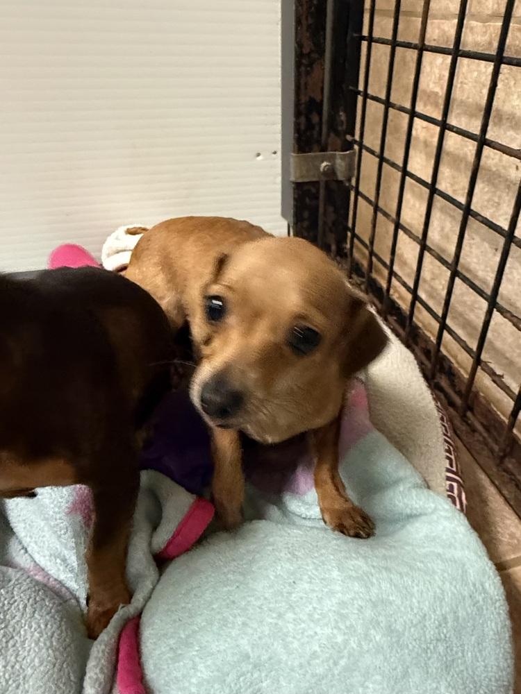 Enlarge The Doxies : Darcy, a Adoptable mixed breed in Osgood, IN image 1/3