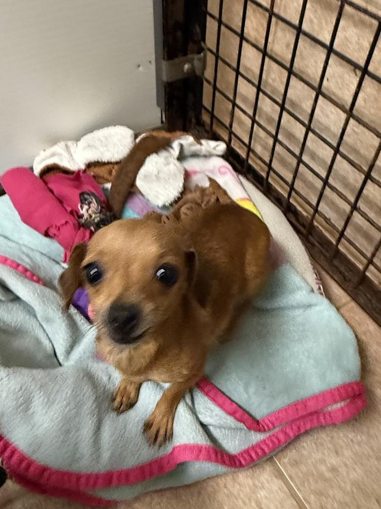 Enlarge The Doxies : Darcy, a Adoptable mixed breed in Osgood, IN image 2/3