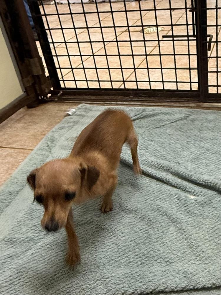 Enlarge The Doxies : Darcy, a Adoptable mixed breed in Osgood, IN image 3/3