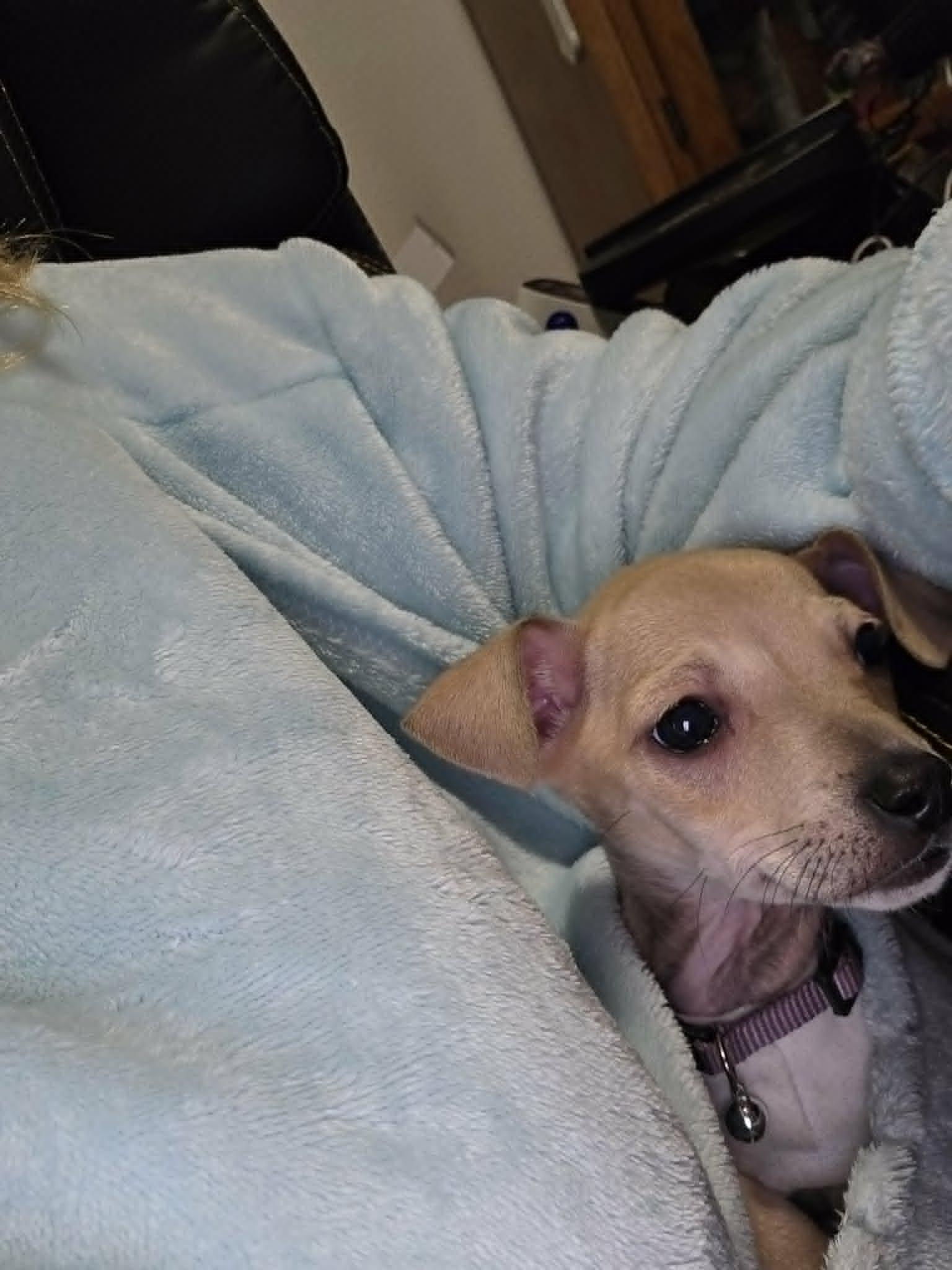 Enlarge jalapeno, a Adoptable mixed breed in Portland, OR image 3/3