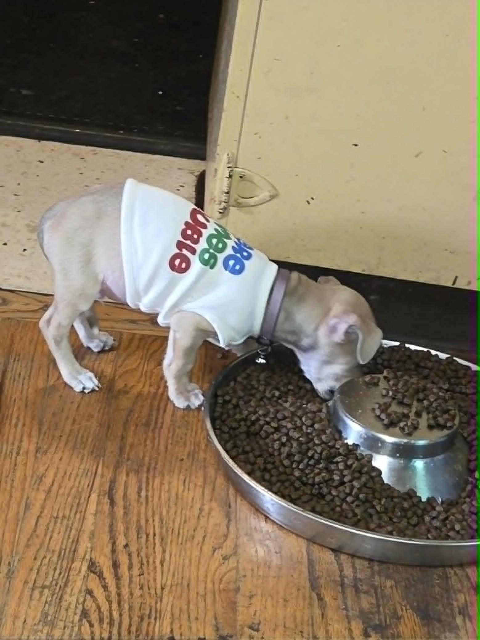 Enlarge jalapeno, a Adoptable mixed breed in Portland, OR image 1/3