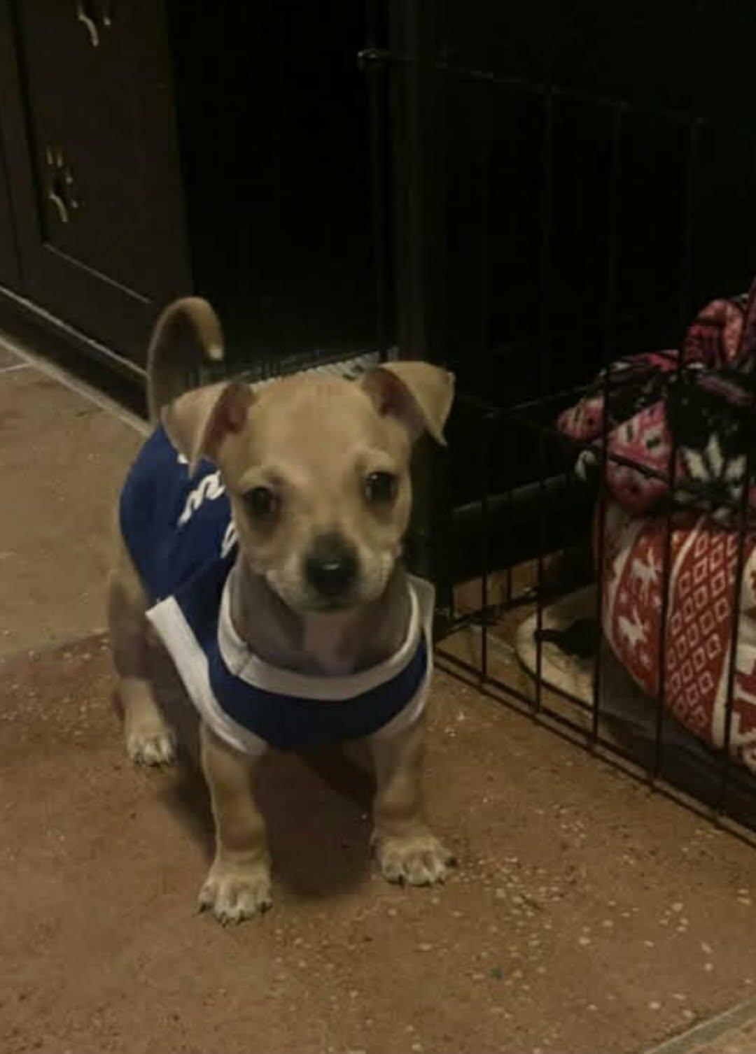 Enlarge jalapeno, a Adoptable mixed breed in Portland, OR image 2/3