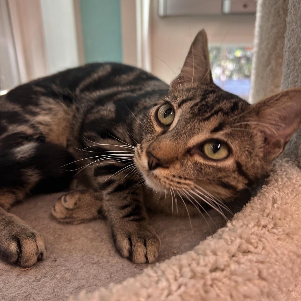 Enlarge Rodrick, a Adoptable Domestic Short Hair in Fresno, CA image 1/6