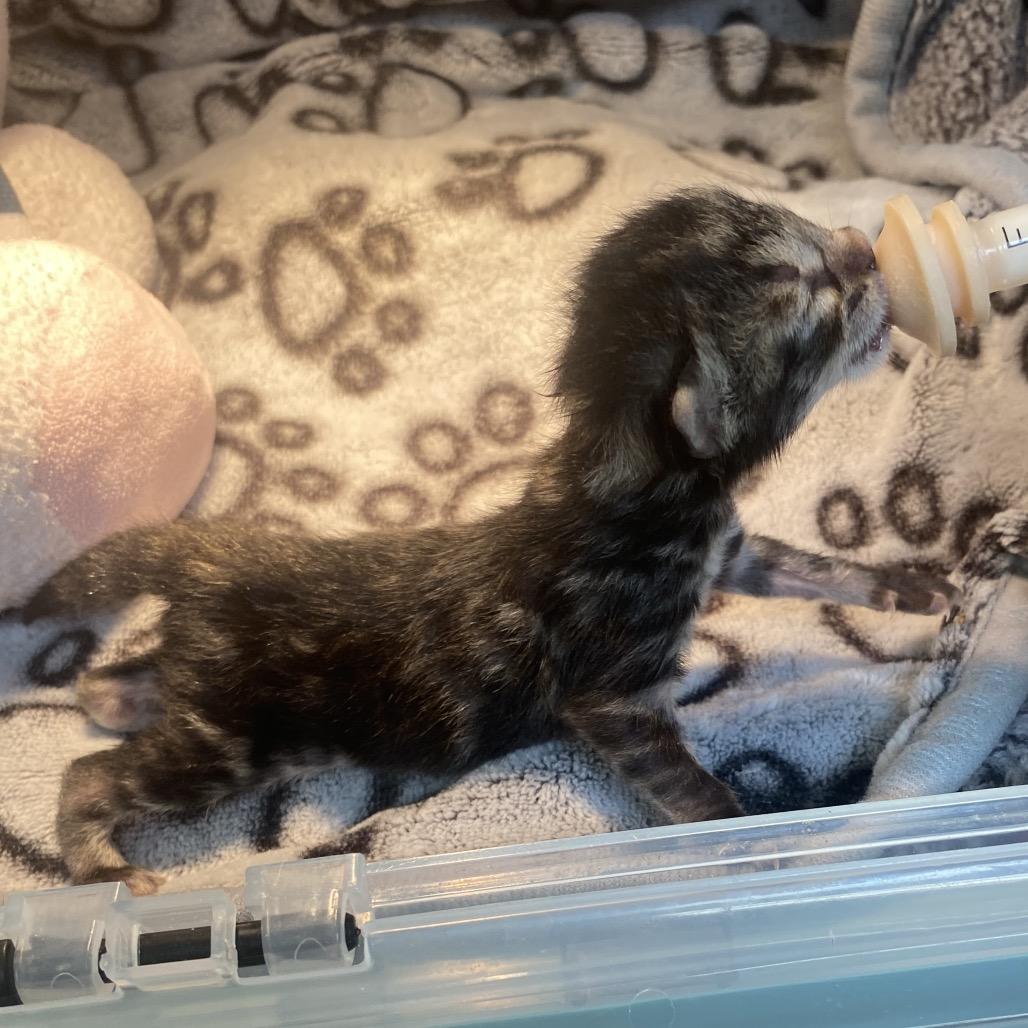 Enlarge Rodrick, a Adoptable Domestic Short Hair in Fresno, CA image 2/6