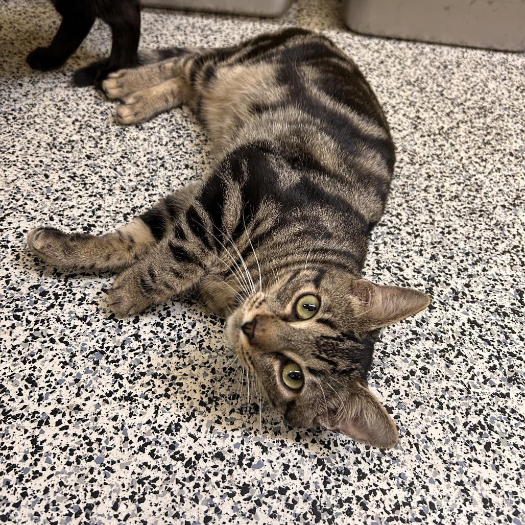 Enlarge Rodrick, a Adoptable Domestic Short Hair in Fresno, CA image 3/6