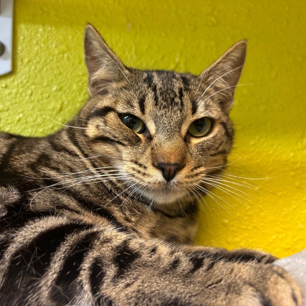 Enlarge Rodrick, a Adoptable Domestic Short Hair in Fresno, CA image 4/6