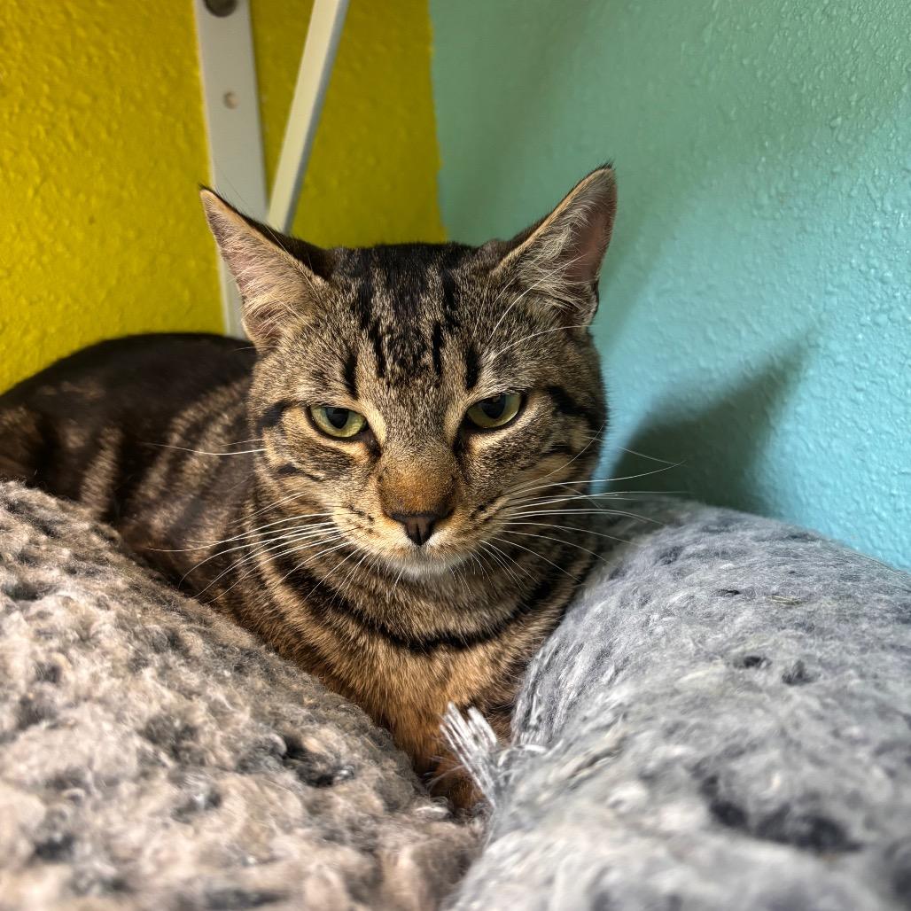 Enlarge Rodrick, a Adoptable Domestic Short Hair in Fresno, CA image 5/6