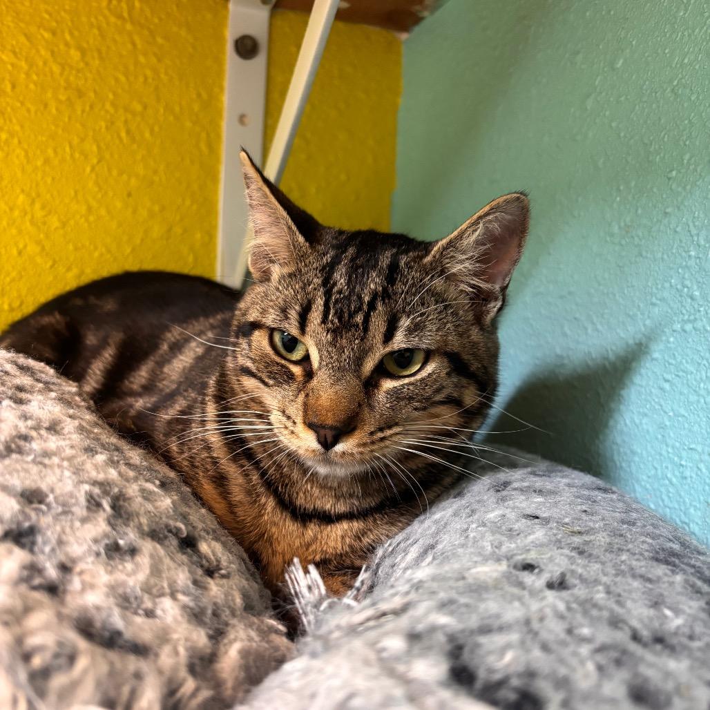 Enlarge Rodrick, a Adoptable Domestic Short Hair in Fresno, CA image 6/6