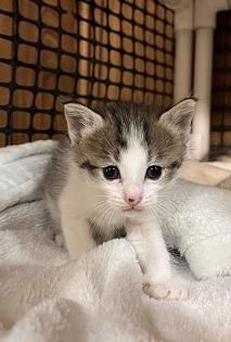 Enlarge Kitten 28004 (Freckles), a Adoptable Tabby in Parlier, CA image 1/6
