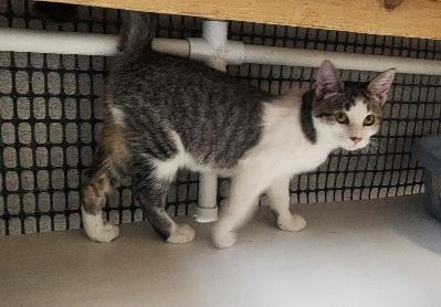 Enlarge Kitten 28004 (Freckles), a Adoptable Tabby in Parlier, CA image 2/6