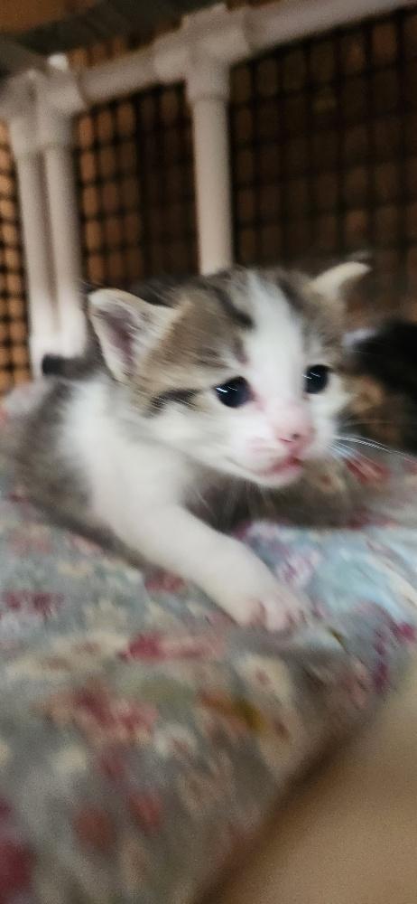 Enlarge Kitten 28004 (Freckles), a Adoptable Tabby in Parlier, CA image 3/6