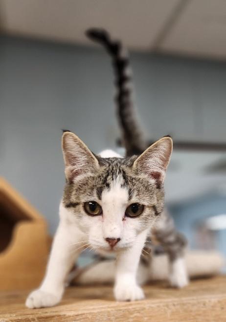 Enlarge Kitten 28004 (Freckles), a Adoptable Tabby in Parlier, CA image 4/6