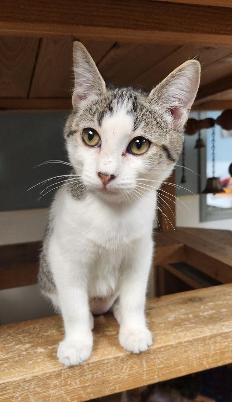 Enlarge Kitten 28004 (Freckles), a Adoptable Tabby in Parlier, CA image 5/6