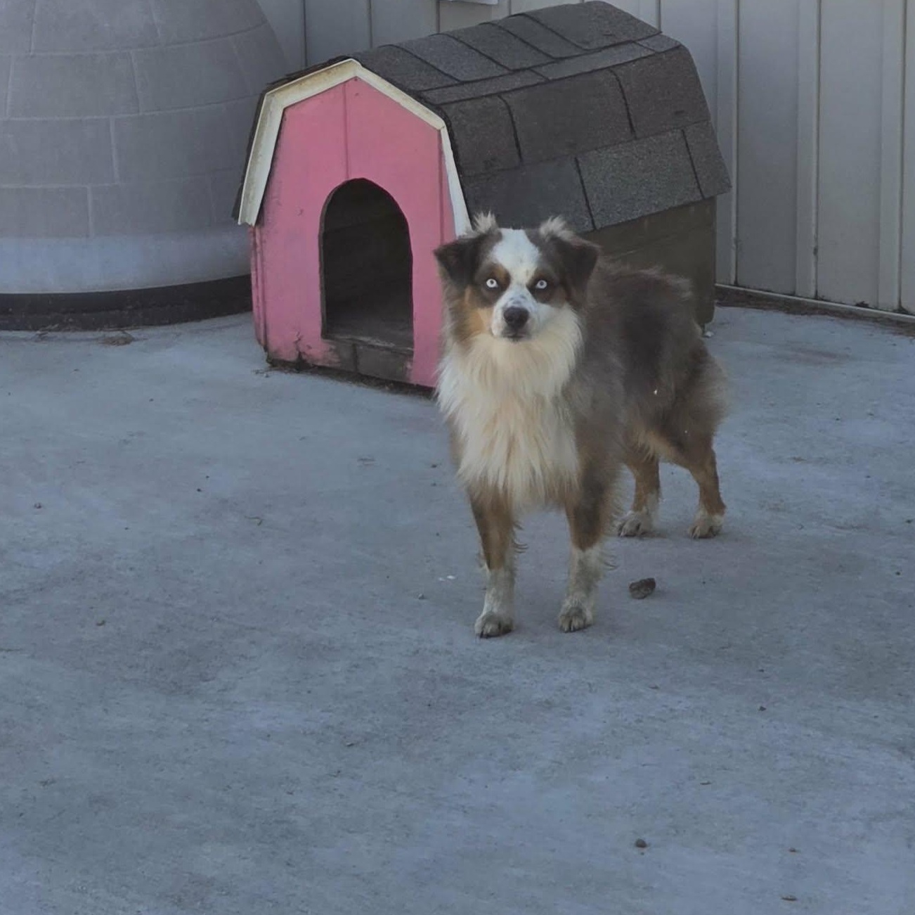 Enlarge Smokey, a Adopted Australian Shepherd in Lancaster, KY image 4/4