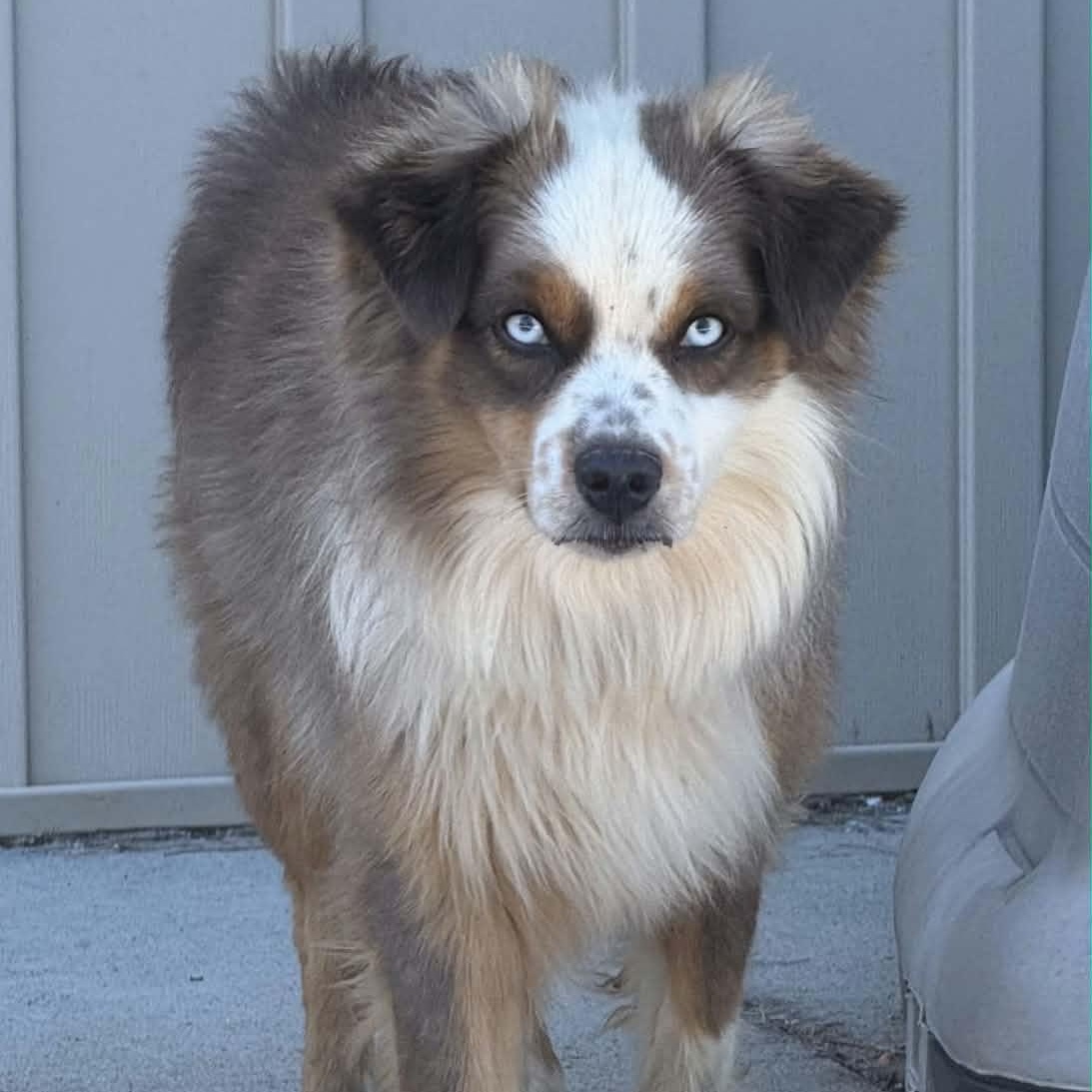 Enlarge Smokey, a Adopted Australian Shepherd in Lancaster, KY image 2/4