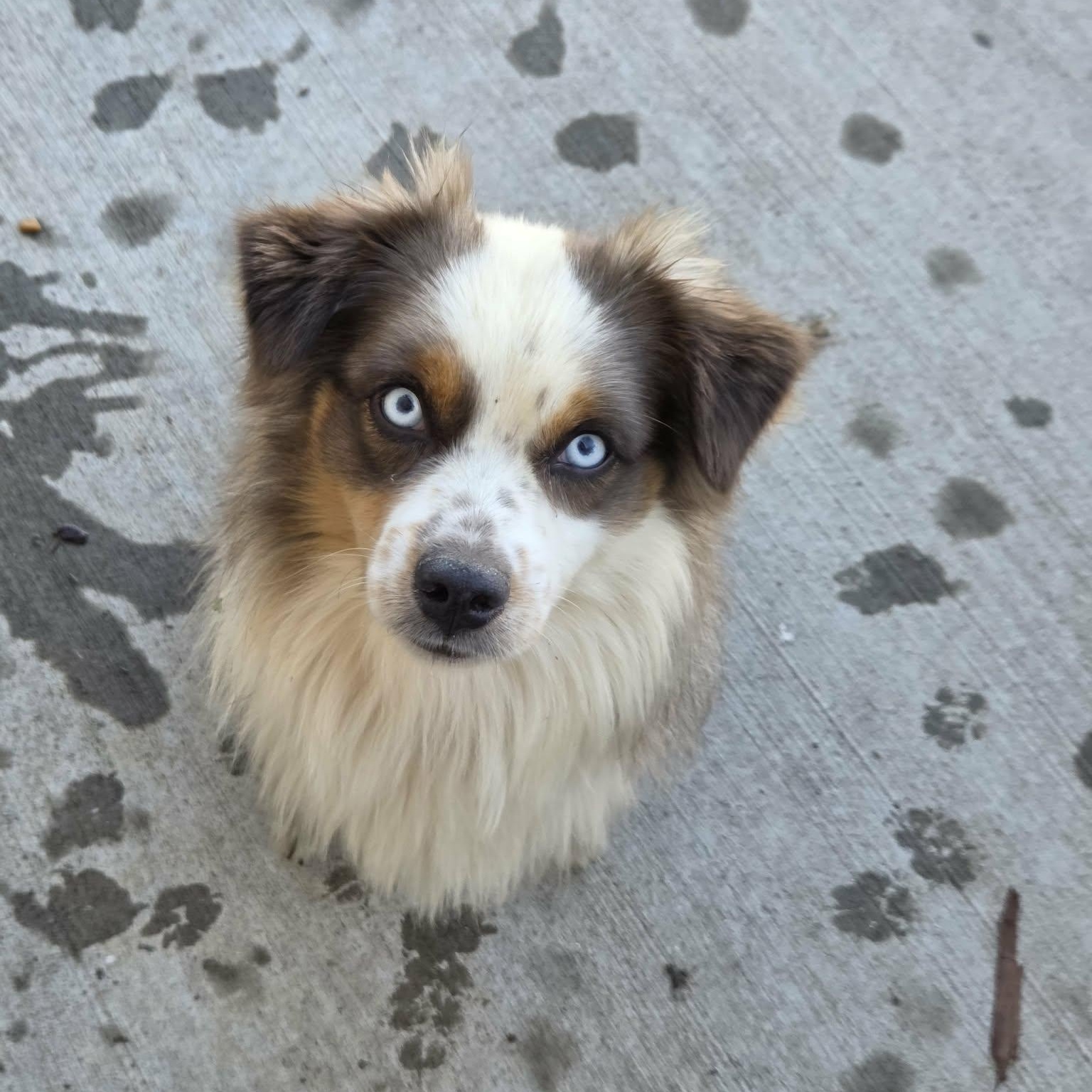 Smokey, Adopted, Adult Male Australian Shepherd.