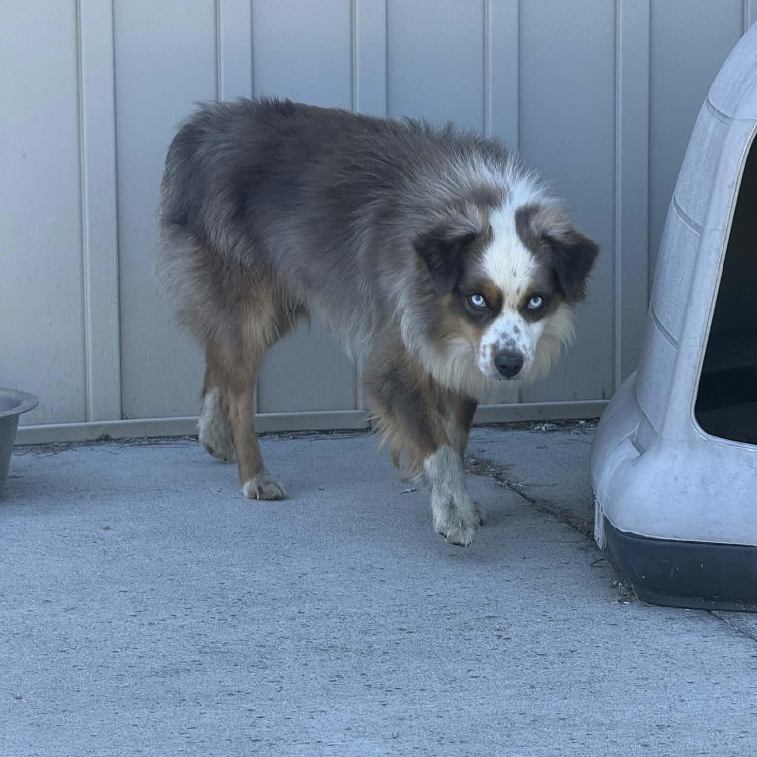 Enlarge Smokey, a Adopted Australian Shepherd in Lancaster, KY image 3/4
