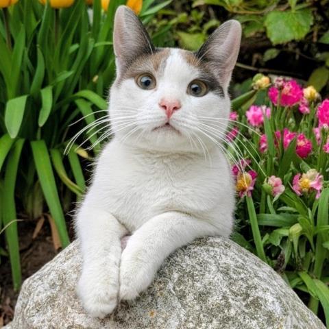 SPRINKLETOES, Adoptable, Young Female Domestic Short Hair.