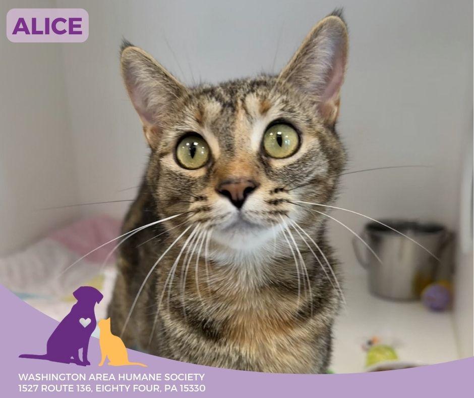 Alice, Adoptable, Adult Female Domestic Short Hair.