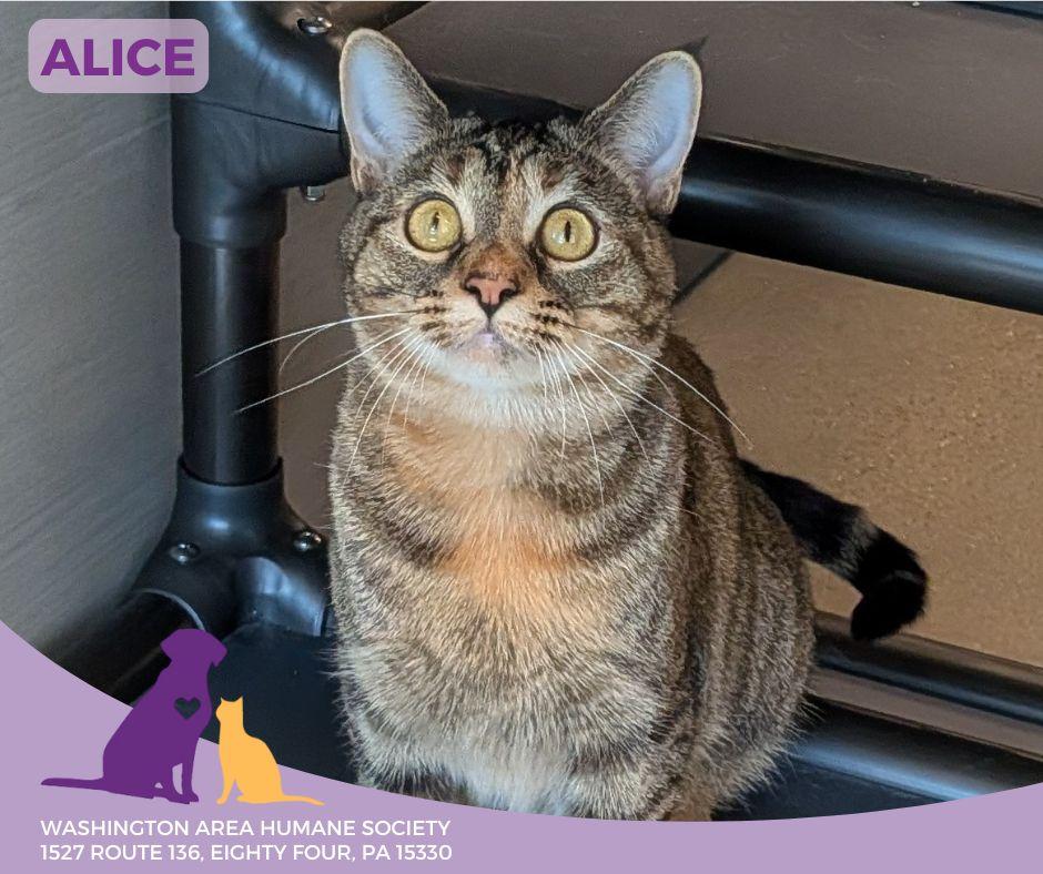 Alice, Adoptable, Adult Female Domestic Short Hair.