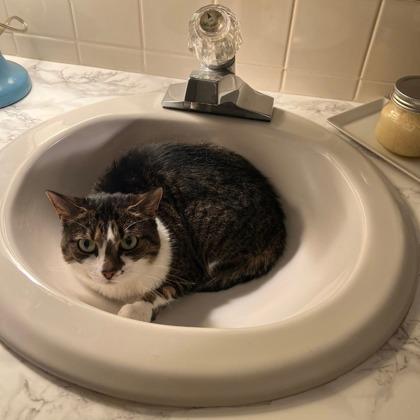 Enlarge Sweet Juliet, a Adoptable Domestic Short Hair in Norfolk, VA image 1/1