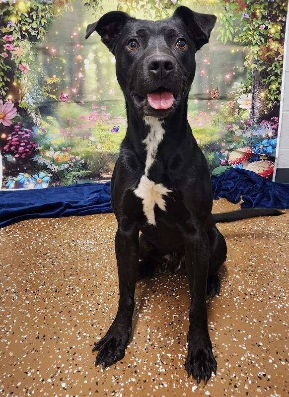 Jared, Adoptable, Adult Male Pit Bull Terrier & Mixed Breed.